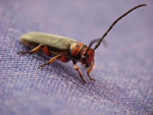 Phytoecia rubropunctata